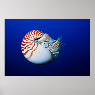 Poster Close-Up De Nautilus-Camarado