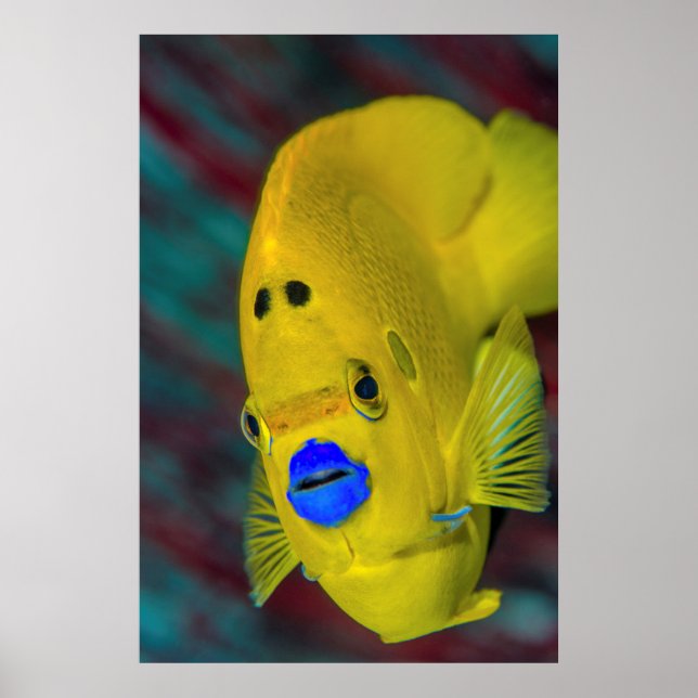 Poster Close-up de peixe-anjo (Frente)