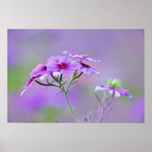 Pôster Close-up de Phlox de Drummond, Phlox drummondi,