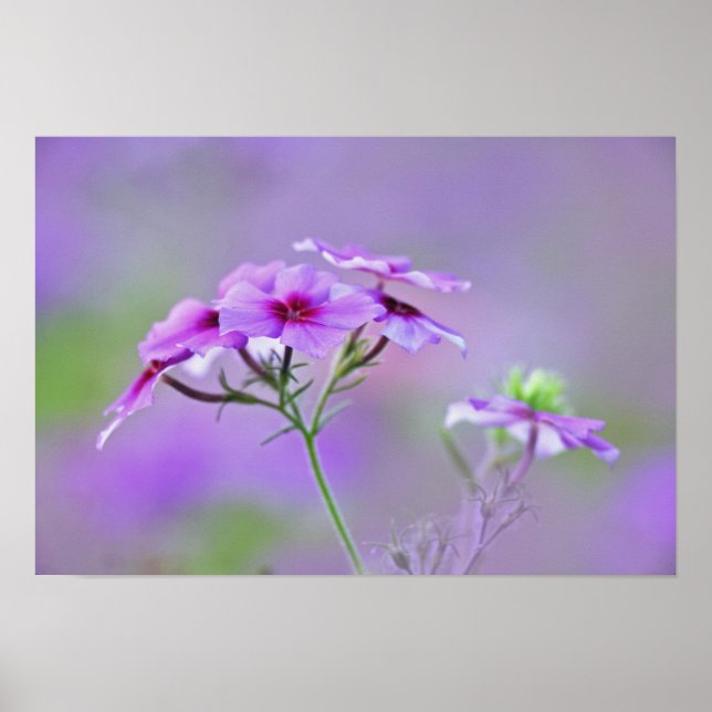 Pôster Close-up de Phlox de Drummond, Phlox drummondi, (Frente)