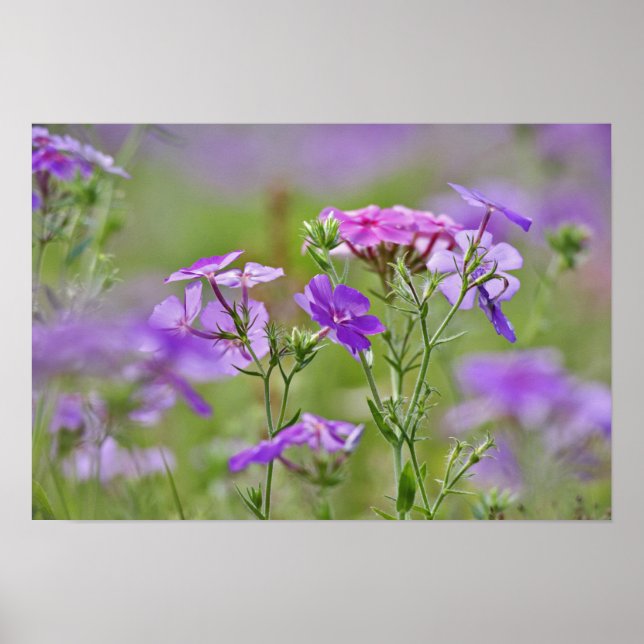Poster Close-up de Phlox Drummond, Phlox drummondi, 2 (Frente)