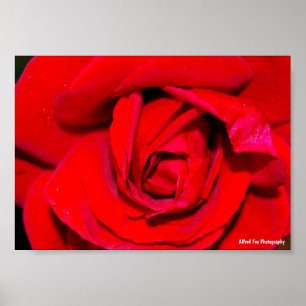 Poster Close up de Rosa Vermelha