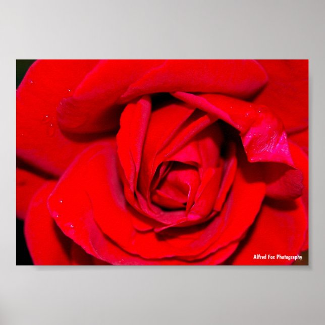 Poster Close up de Rosa Vermelha (Frente)