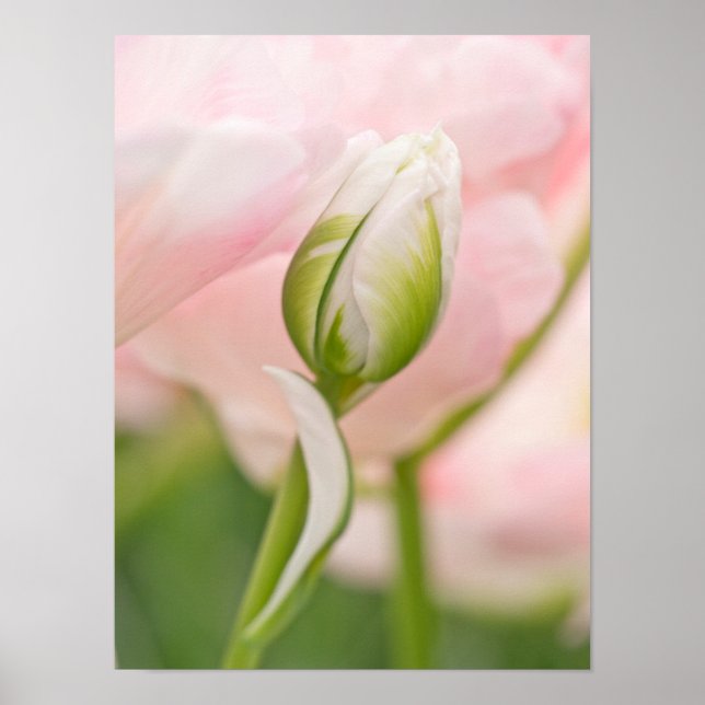 Pôster Close-up de tulipa e botão (Frente)