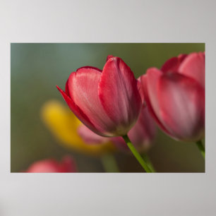 Poster Close-up de tulipas vermelhas e amarelas no jardim