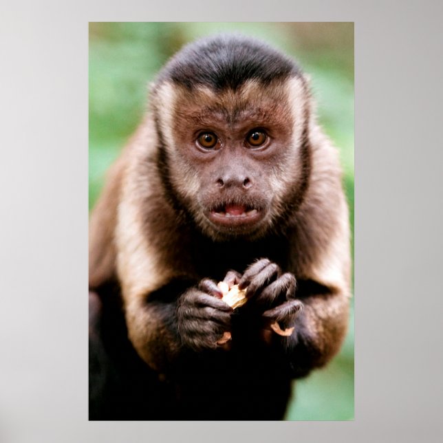 Pôster Close-up de um macaco capuchinho de cabeça preta (Frente)