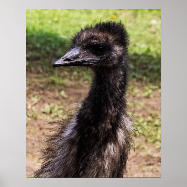 Poster Close-up of an Emu (Frente)