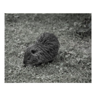 Pôster Close-up of baby nutria (Myocastor coypus) on fiel