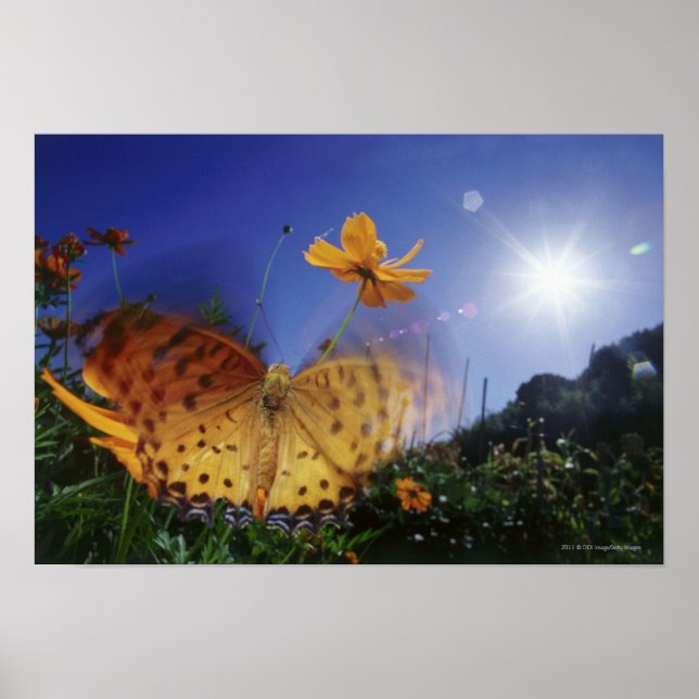 Poster Close-up of Butterfly, flapping wings (Frente)