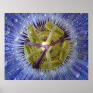 Pôster Close-up of dewy passion flower. Credit as: Don