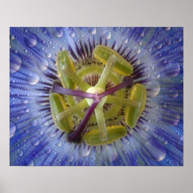 Pôster Close-up of dewy passion flower. Credit as: Don (Frente)