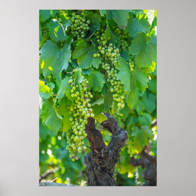 Poster Close Up Of Maturing Grapes (Frente)