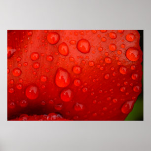 Poster Close-up of raindrops on tulip petal