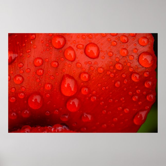 Poster Close-up of raindrops on tulip petal (Frente)