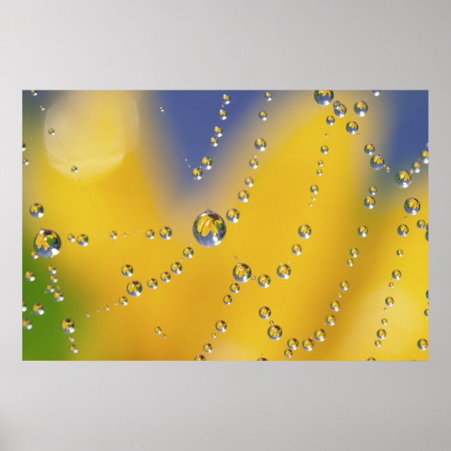 Poster Close-up of spider web with dew drops (Frente)