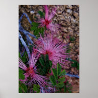 Close-Up Photo Of Pink Fairy Duster Flowers