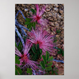 Poster Close-Up Photo Of Pink Fairy Duster Flowers