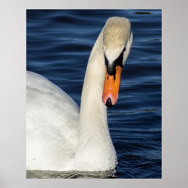 Poster Closeup (Frente)