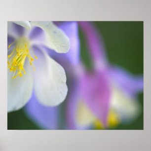 Pôster Closeup da flor Columbine do Colorado.