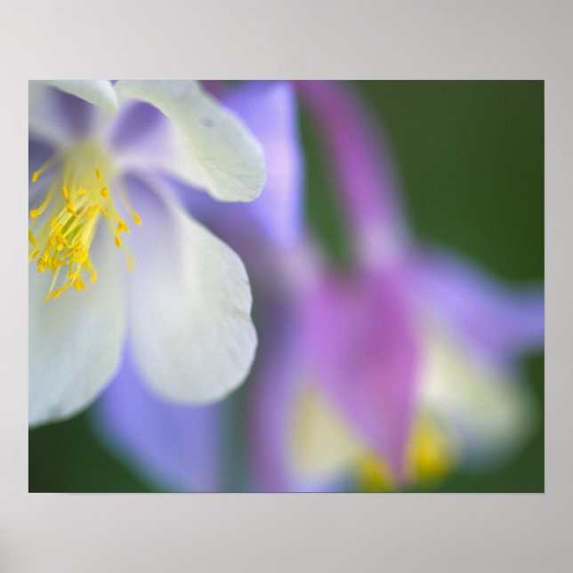 Pôster Closeup da flor Columbine do Colorado. (Frente)