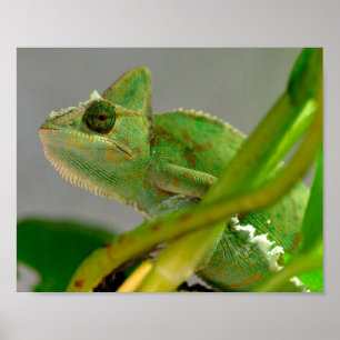 Poster Closeup of veiled chameleon among plants postcard 