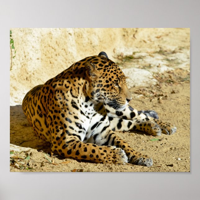 Poster Closeup profile portrait of Jaguar lying on ground (Frente)