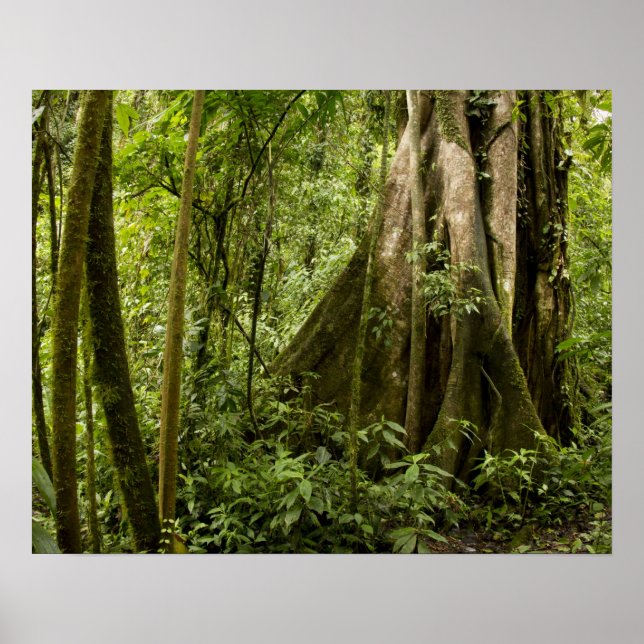 Poster Cloud forest, Bosque de Paz, Costa Rica (Frente)