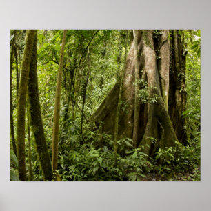 Poster Cloud forest, Peace Rain Forest, Costa Rica