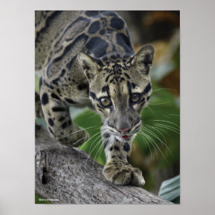 Poster Clouded Leopard on the Move