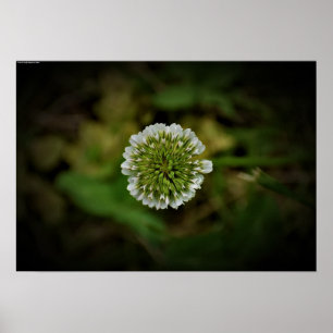 Poster Clover