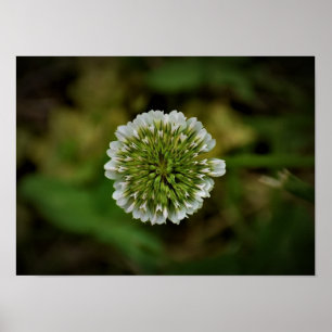 Poster Clover