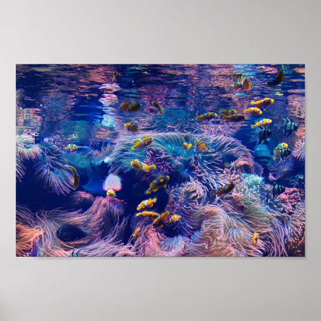 Poster Clown Fish and purple aquarium  (Frente)