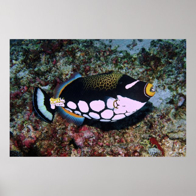 Poster Clown Triggerfish (Frente)