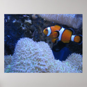 Pôster Clownfish