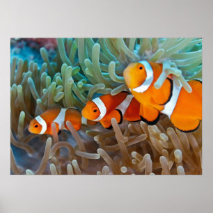 Pôster Clownfish