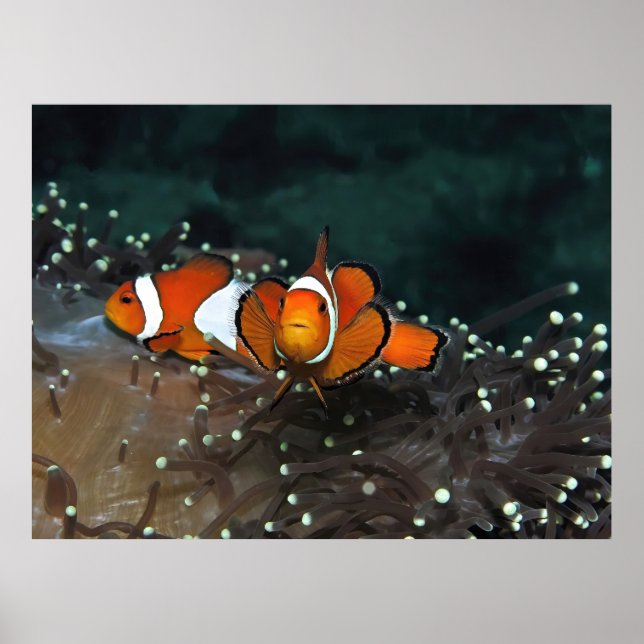 Poster Clownfish Duo (Frente)