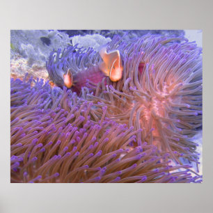 Pôster Clowning ao redor