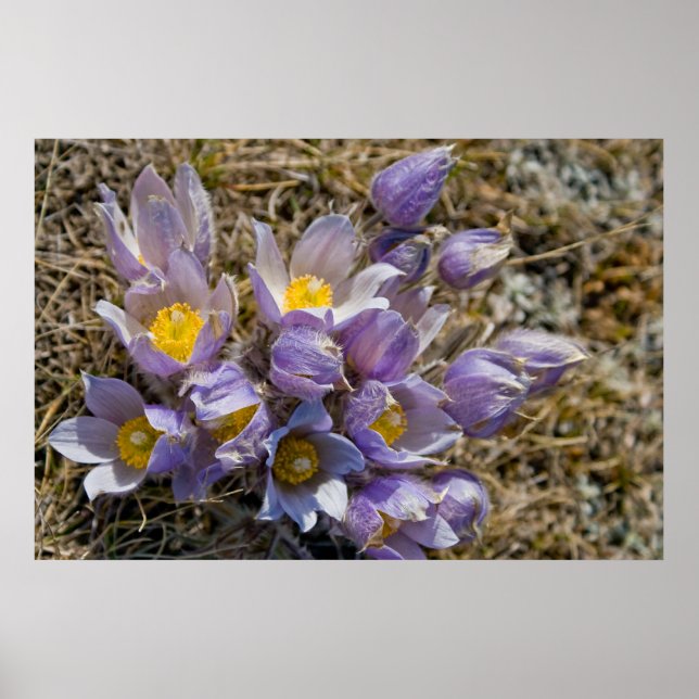 Pôster Cluster Crocus (Frente)
