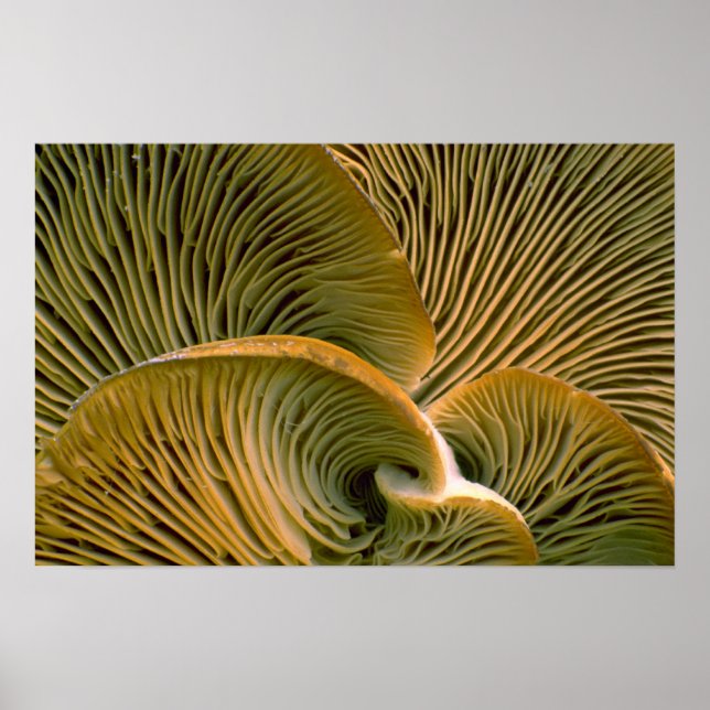 Pôster Cluster de cogumelos em uma árvore de morto (Frente)