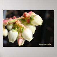 Cluster de Flor de Aroma