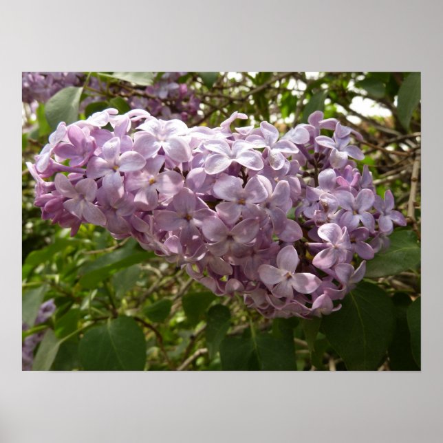 Poster Cluster de Lilac Blossoms Primavera Floral (Frente)