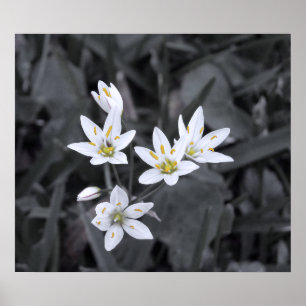 Pôster Cluster de Mini Flores Foto de Macro BW/Cor