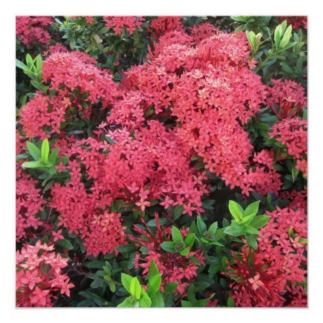 Pôster Cluster Red Ixora (Frente)