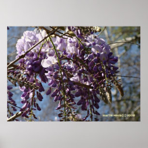 Pôster Cluster Wisteria