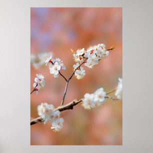 Poster Clusters De Flores Apricot Japonesas
