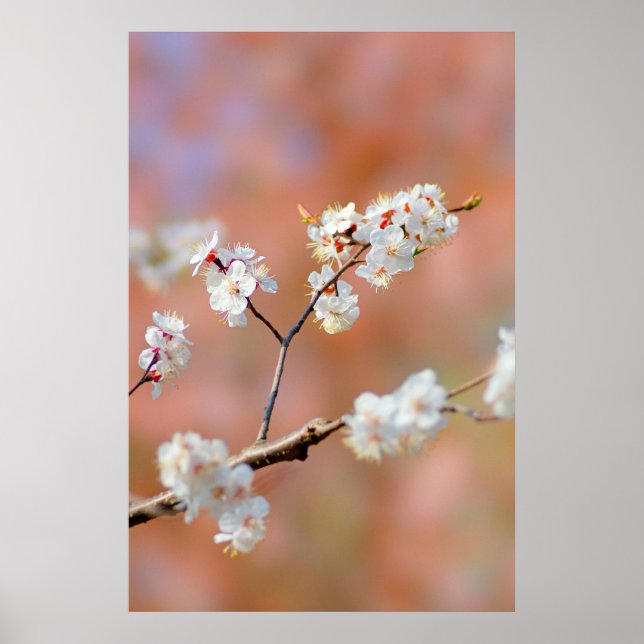 Poster Clusters De Flores Apricot Japonesas (Frente)