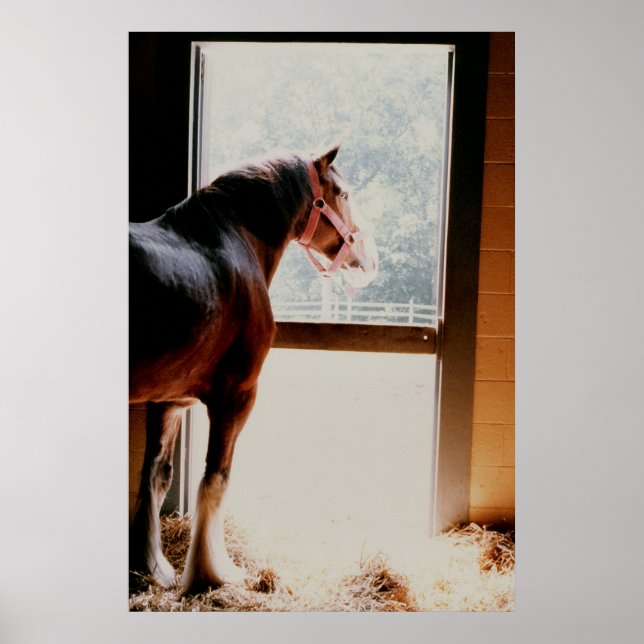 Pôster Clydesdale (Frente)