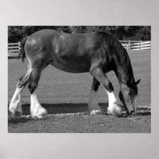 Pôster Clydesdale preto-e-branco