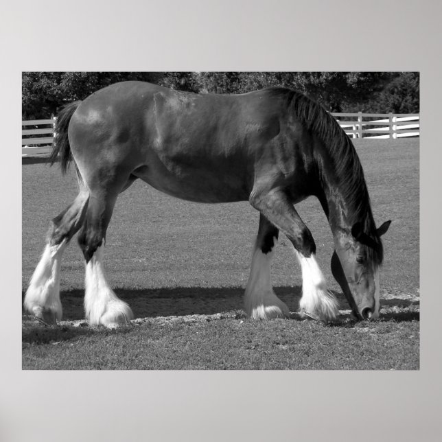 Pôster Clydesdale preto-e-branco (Frente)