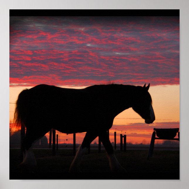 Pôster Clydesdale Sunset (Frente)